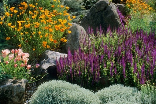 Drought Friendly Landscaping and Ideas for Residents