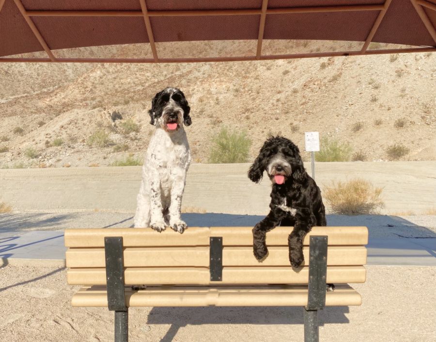 Visit La Quinta Dog Friendly Places to Shop and Visit