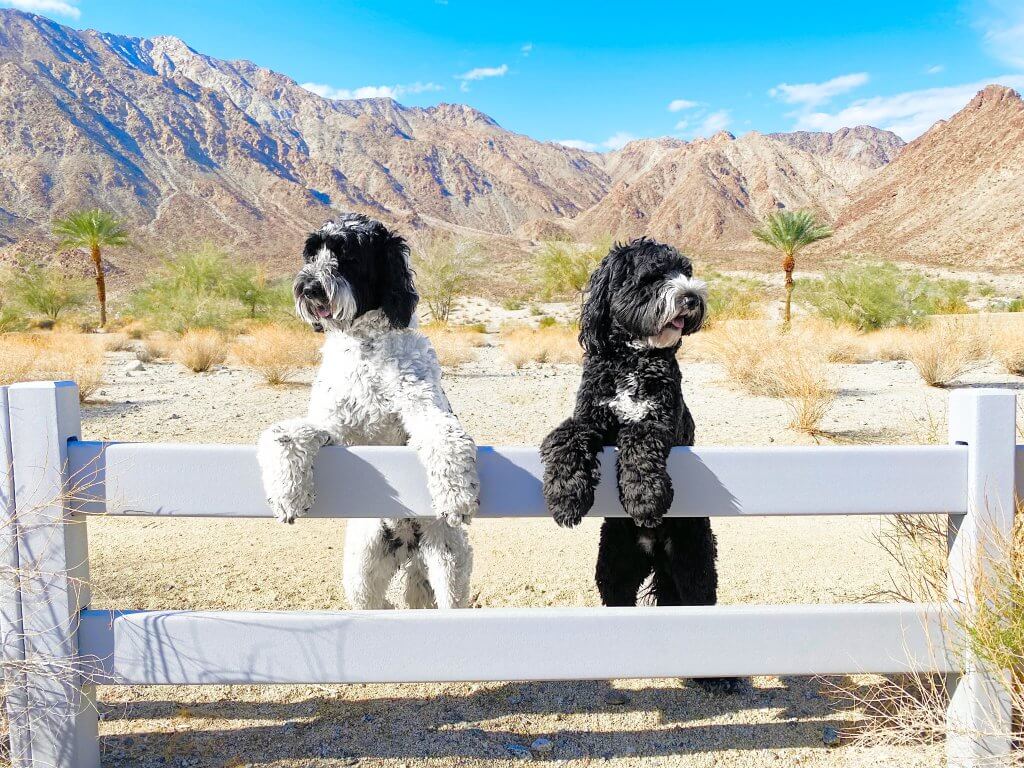 Celebrate National Pet Day in La Quinta California